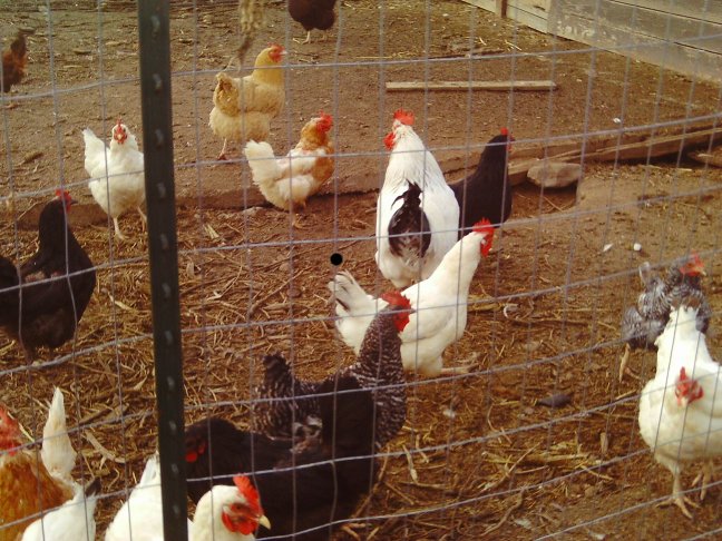 Chickens!